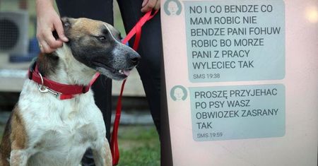 Chciała oddać psy, bo ją denerwują. Nagabywała wolontariuszkę, która jej odmówiła