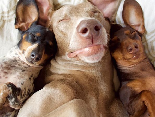 Najpopularniejsze psy w sieci