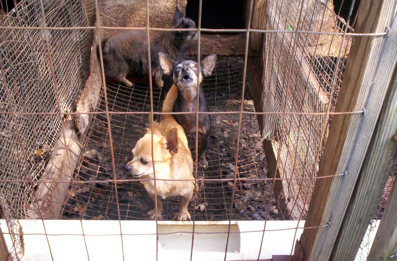 Bestialska pseudohodowla psów zlikwidowana. Żywiły się padliną