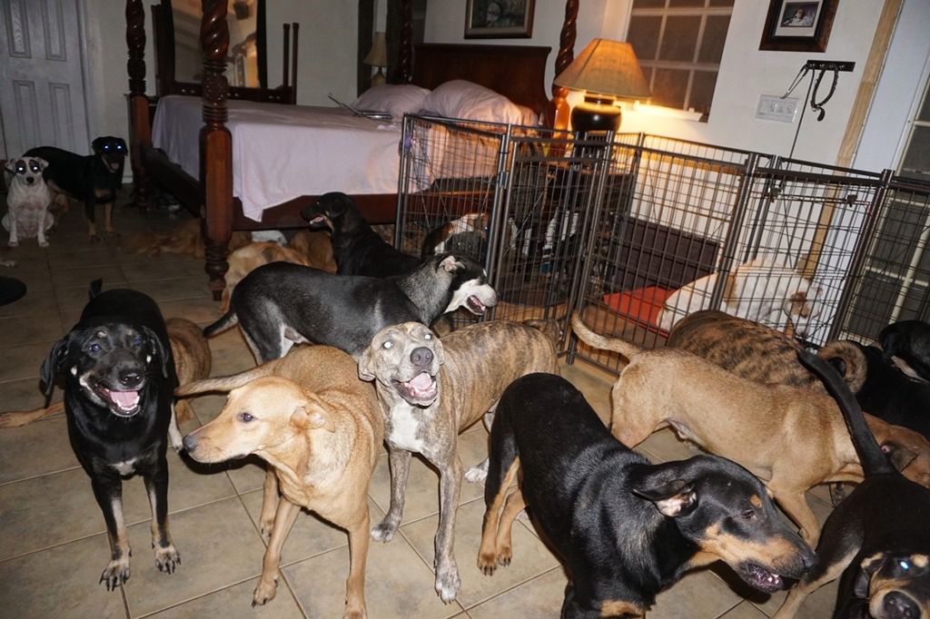 Kobieta na Bahamach przygarnęła 97 psów. Chciała uratować je przed huraganem