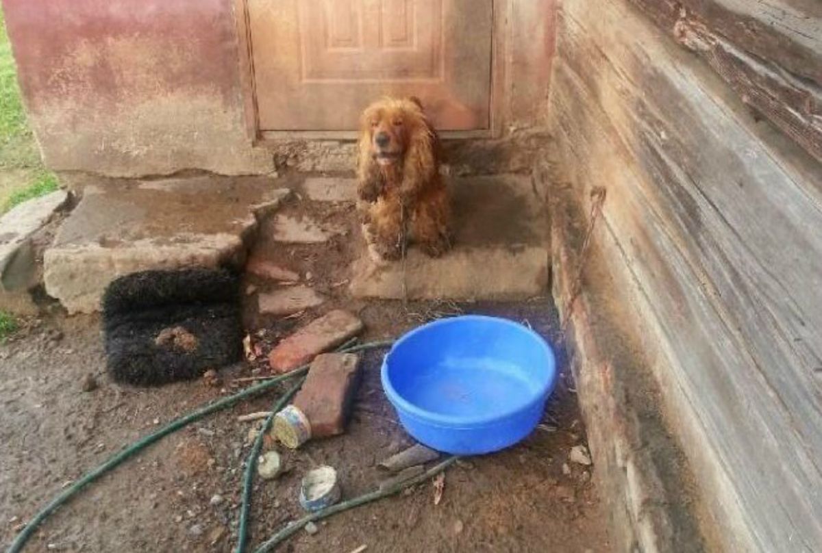 Zostawił psy bez opieki i jedzenia. Zwierzęta spędziły kilkanaście dni w fatalnych warunkach
