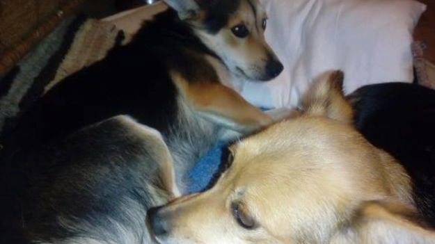 Porzucone w lesie pieski