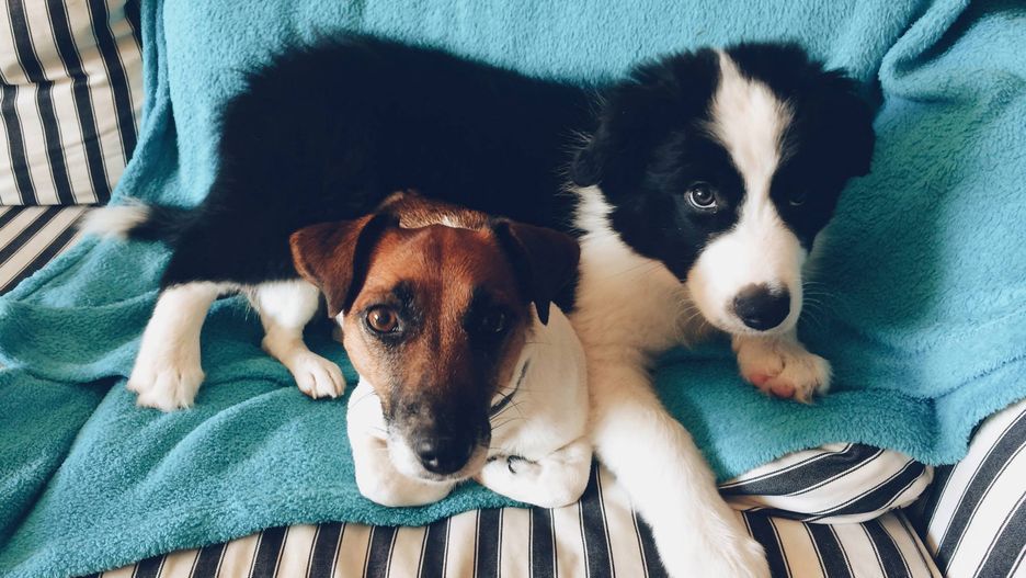 White i Smoke, psy Doroty Kaszuby, fotografki z White Smoke Studio.