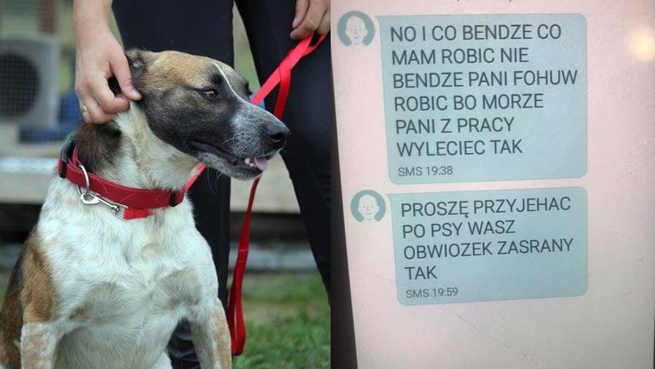 Kobieta chciała pozbyć się psów.