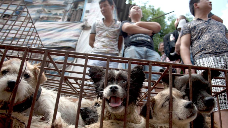 Wedle szacunków organizacji zajmującej się prawami zwierząt, aż 70 proc. zwierząt idących pod nóż w Yulin może pochodzić z kradzieży