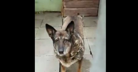 "Ona odejdzie w kącie ciemnego boksu". Elzie da się jeszcze pomóc