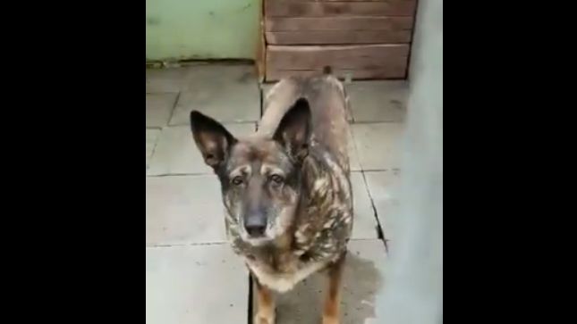 Doświadczona przez los suczka czeka na nowego właściciela