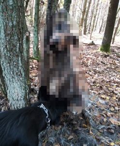 Wólka Domaniowska. Martwy pies przywiązany do drzewa w lesie. Konał w męczarniach