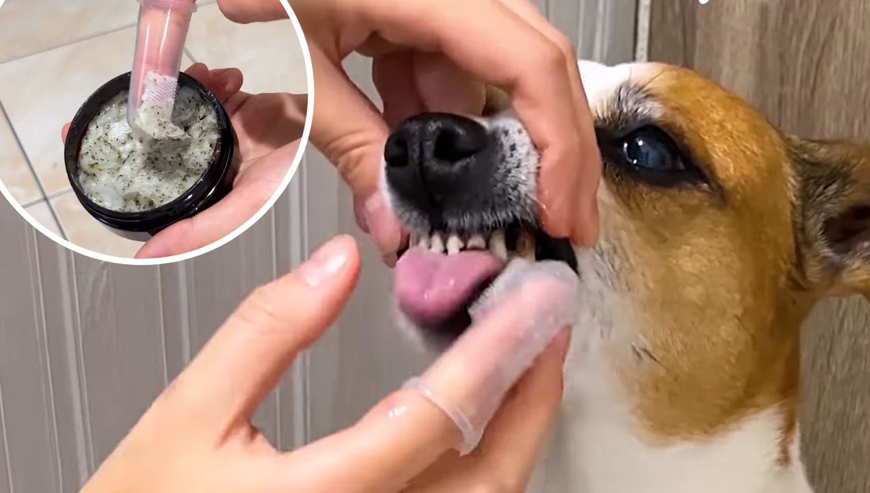 Ta domowa pasta do zębów dla psa działa cuda! Twój pies już nigdy nie będzie miał kamienia!