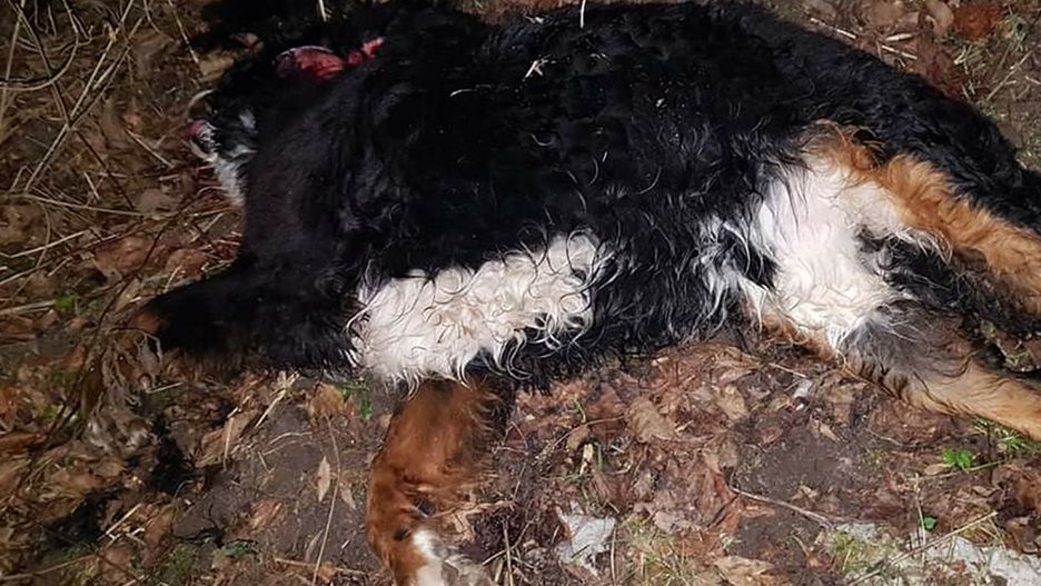 Warszawa. Znaleziono oskalpowanego psa