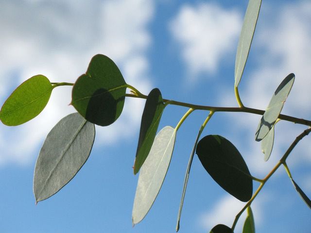 Liście eukaliptusa - właściwości i zastosowanie w zabiegach