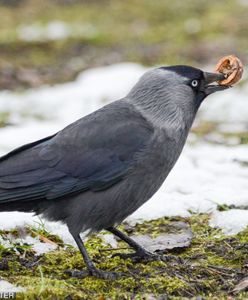 Mokotów: Martwe kawki. Istnieje podejrzenie otrucia