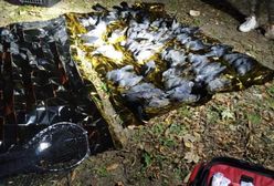 Warszawa. Martwe ptaki spadają z nieba