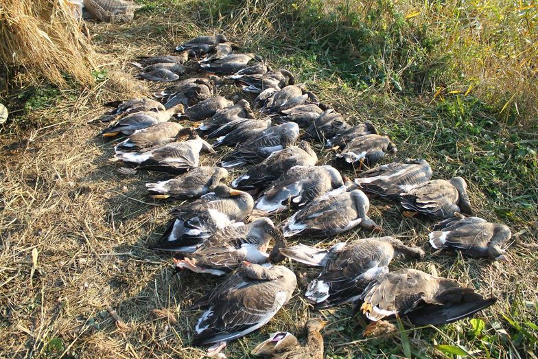 Włosi urządzili makabryczne polowanie nad Zalewem Wiślanym. Zginęło kilkaset ptaków
