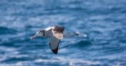 Albatrosy z nadajnikami na grzbiecie pomogą w znalezieniu nielegalnych łowisk
