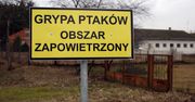 Ptasia grypa w Wielkopolsce. Zutylizują 65 tysięcy kur
