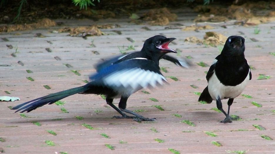 Sroka zaatakowała dzieci