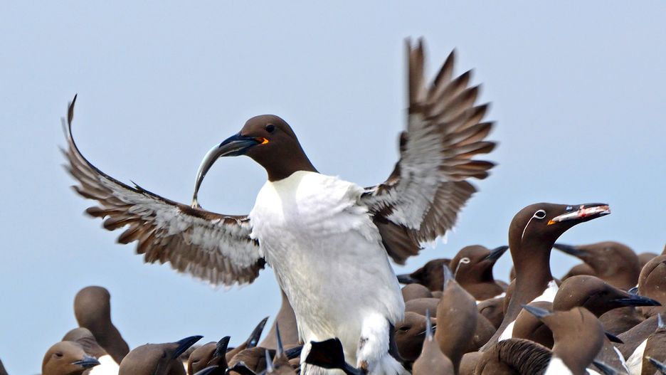 Holandia: Nagła śmierć 20 tysięcy ptaków. Okoliczności wymarcia trudne do wyjaśnienia