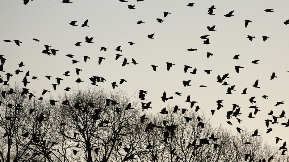 W miasteczku w Stanach Zjednoczonych ptaki zachowują się bardzo osobliwie