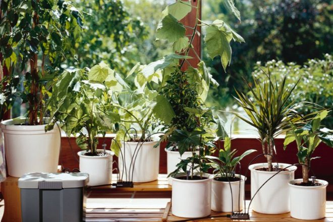 Elektroniczne systemy podlewania z czujnikami wykrywającymi suchość gleby to idealny pomysł dla wybierających się na urlop majsterkowiczów