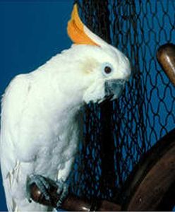 Dla wołającej o pomoc papugi policja wyważyła drzwi