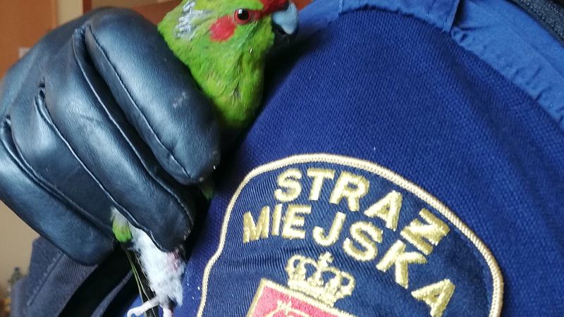 Warszawa. Papuga wleciała do jednego z mieszkań na Mokotowie