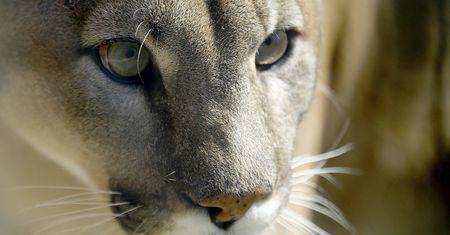 "Czeska puma" nie istnieje. Żartownisiowi grożą trzy lata