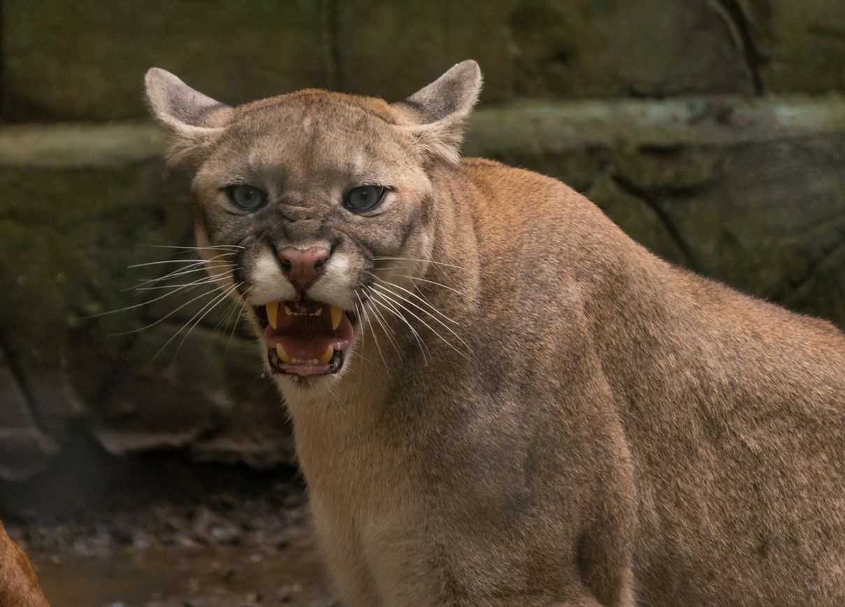 Puma w Łomiankach? Straż miejska apeluje do mieszkańców