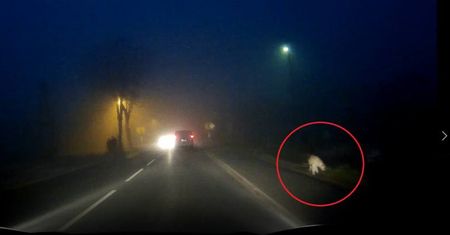 Na Śląsku grasuje puma. Zwierzę uchwycono na nagraniu