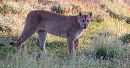 Policja ostrzega: na południu Czech grasuje amerykańska puma