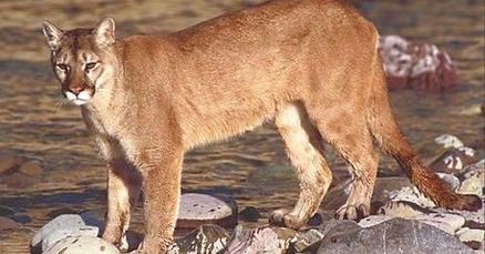 Internauta alarmuje: to może być puma!