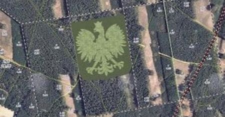 Gigantyczny orzeł z drzew na 100-lecie niepodległości. Wielki plan leśniczych i harcerzy