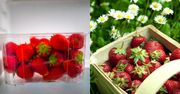 Jak przedłużyć świeżość truskawek? Proste patenty na ukochane owoce