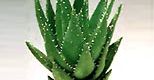 Doktor aloes