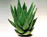 Doktor aloes
