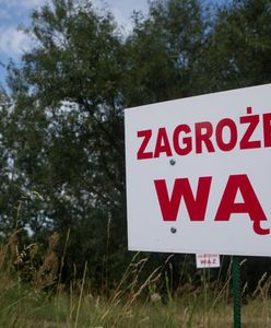 Pyton dotarł do Torunia? Lokalny portal publikuje wiadomość