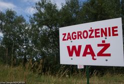 Pyton dotarł do Torunia? Lokalny portal publikuje wiadomość