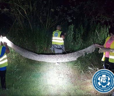 Pyton "odnalazł" się w "The Wall Street Journal". Amerykańska gazeta pisze o "największym polowaniu na węża w Europie"