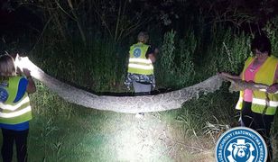 Klapa poszukiwań pytona spod Warszawy. "Ktoś sobie zrobił dowcip"