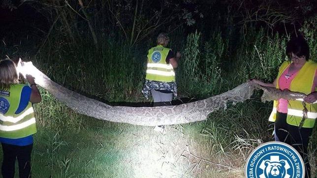 Wylinka pytona znaleziona nad Wisłą