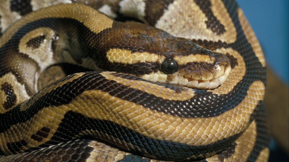 Pyton królewski