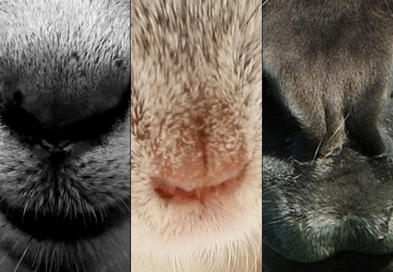 Potrafisz rozpoznać zwierzęta po pyskach? Udowodnij