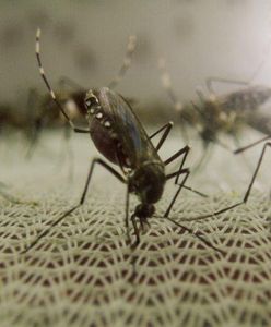 Komar - drobne, ale śmiertelnie niebezpieczne stworzenie