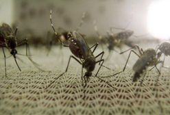 Komar - drobne, ale śmiertelnie niebezpieczne stworzenie