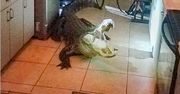 Puk, puk. Wielki aligator włamał się do domu na Florydzie