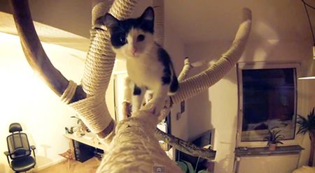 Tree Branch Cat Climber