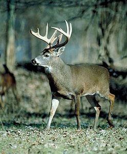 Zielony most dla zwierząt nad autostradą A4