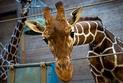 Skandal w duńskim zoo