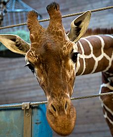Skandal w duńskim zoo