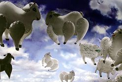 "Baranki Boże" fruwają... pod ziemią